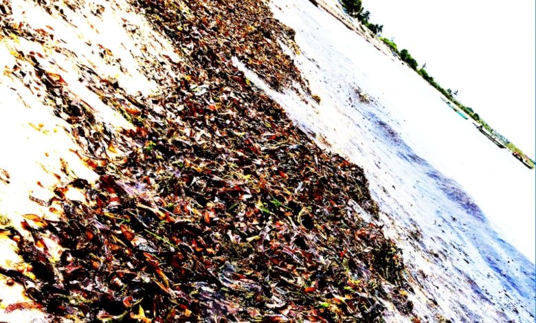 Dead Seagrass Meadows in Tanzania