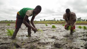Planting for Food & Jobs: Neglected Rice farmers in Volta Region appeal to gov’t for support