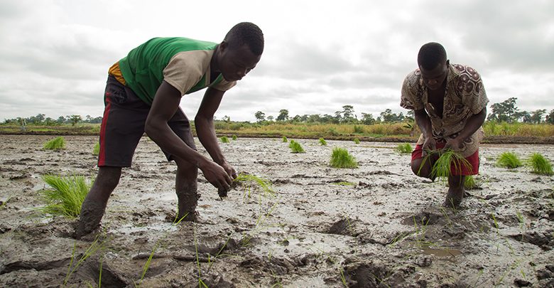 Planting for Food & Jobs: Neglected Rice farmers in Volta Region appeal to gov’t for support