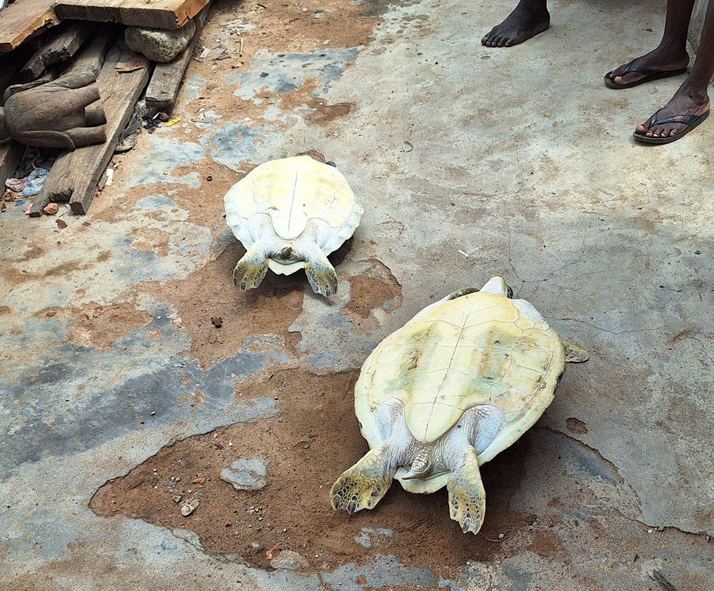 Captured sea turtles in another hideout in Nyanyano discovered by investigative team, Image credit: Gideon Sarpong, 2024