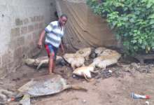 Kweku Essien, An illegal sea turtle trader in his turtle shed at Nyanyano, Image credit: Gideon Sarpong, 2024