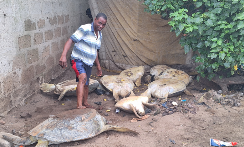 Kweku Essien, An illegal sea turtle trader in his turtle shed at Nyanyano, Image credit: Gideon Sarpong, 2024