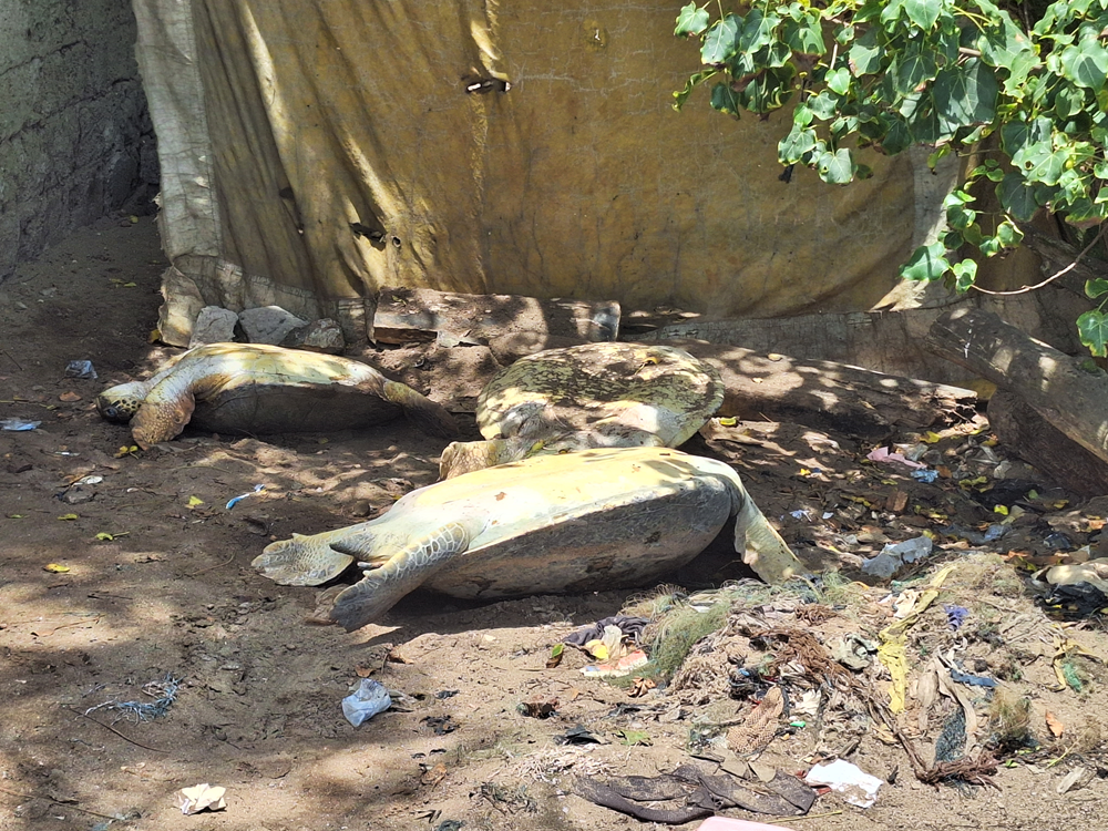 Three new sea turtles discovered at a shed belonging to Afua Poma during her arrest by the police. Image credit: Gideon Sarpong, 2024.